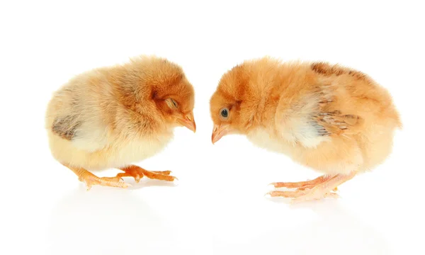 Petits poulets isolés sur blanc — Photo