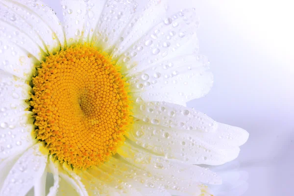 Υγρό χαμομήλι close-up απομονωθεί σε λευκό — Φωτογραφία Αρχείου