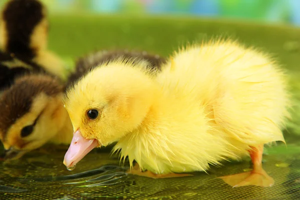 Cute ducklings swimming, on bright background — Stock Photo, Image