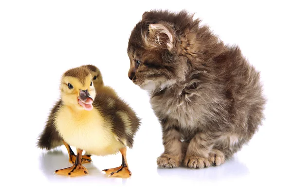 Gatinho pequeno e patinhos isolados em branco — Fotografia de Stock