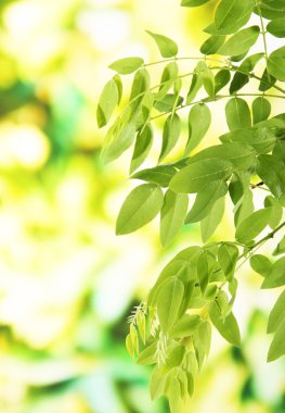 parlak zemin üzerine yeşil yaprakları