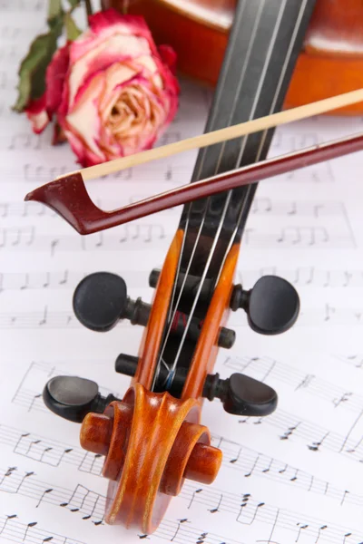 Classical violin with dry rose on notes