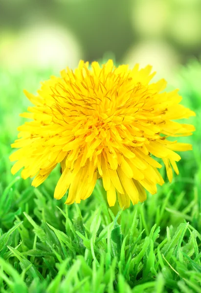 Flor de dente de leão na grama no fundo brilhante — Fotografia de Stock