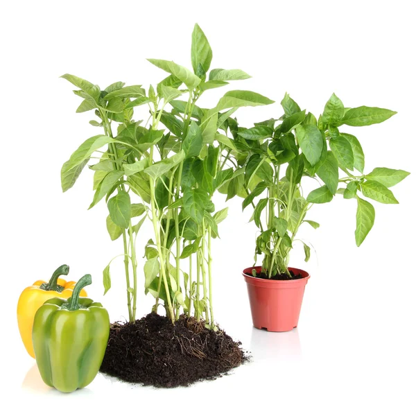 Paprika plantor isolerad på vit — Stockfoto