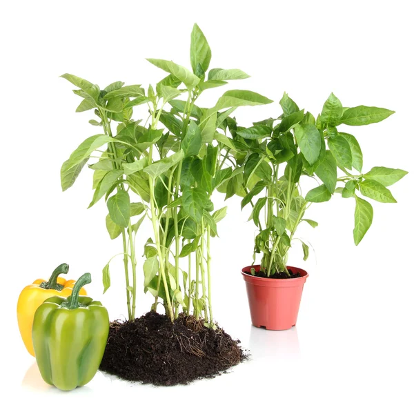 Pepper seedlings isolated on white — Stock Photo, Image