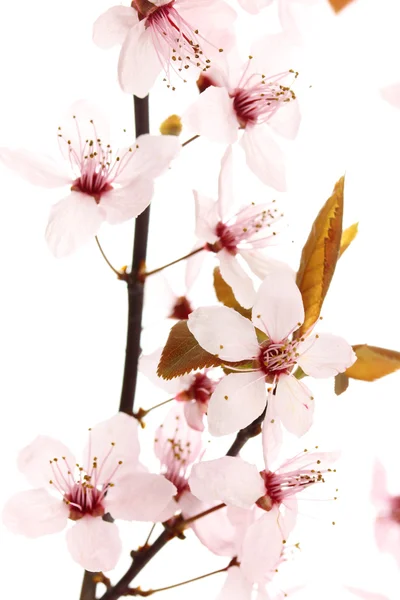 Hermosa flor de cerezo aislado en blanco — Foto de Stock