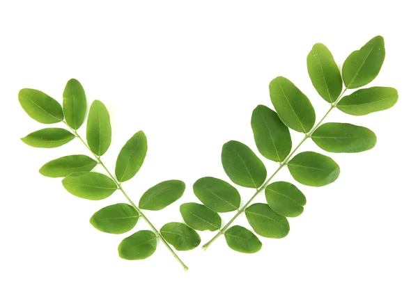 Hojas verdes aisladas en blanco — Foto de Stock