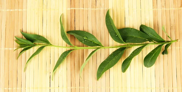 Green leaves on bamboo mat background — Stock Photo, Image