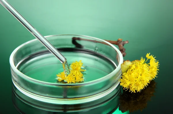진한 녹색 배경에 페 트리 접시에 화학 연구 — 스톡 사진