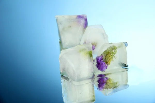 Cubes de glace aux fleurs, sur fond bleu — Photo