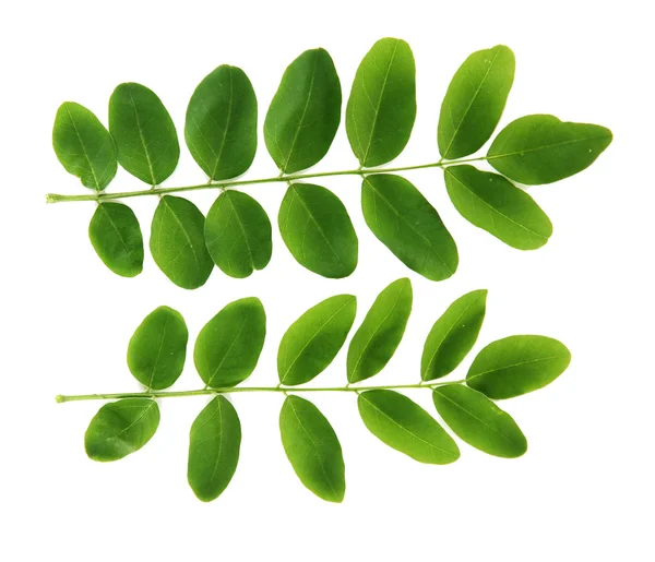 Gröna blad isolerade på vita — Stockfoto
