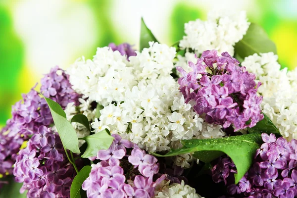 Lindas flores lilás, em fundo brilhante — Fotografia de Stock