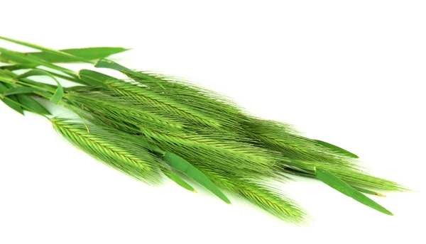 Spikelets zielony, na białym tle — Zdjęcie stockowe