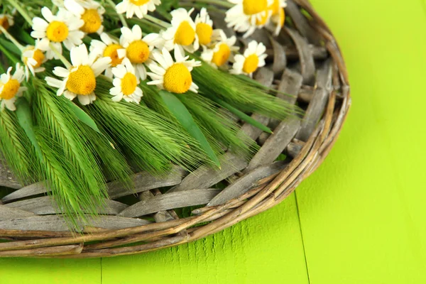 Green spikelets and wild camomiles, on wooden background — Stock Photo, Image