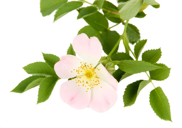 髋关节玫瑰花卉，孤立在白色 — 图库照片
