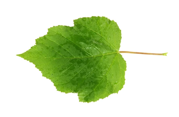 Foglia verde isolata su bianco — Foto Stock