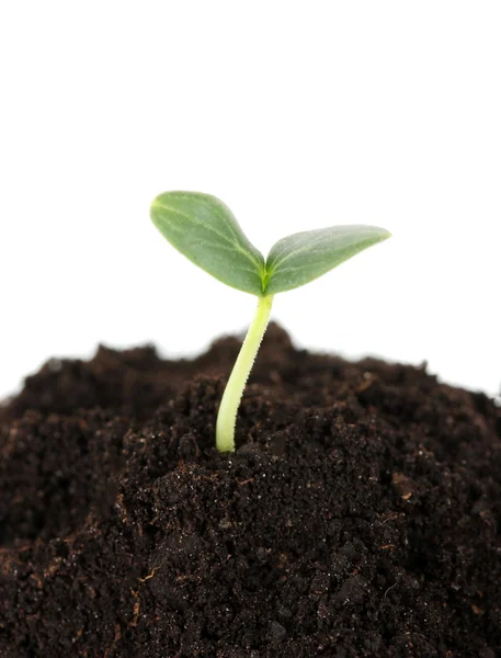 Groene zaailing groeien uit de bodem geïsoleerd op wit — Stockfoto