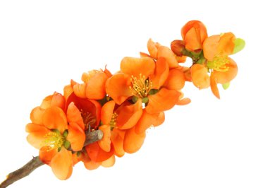 güzel kırmızı çiçeği üzerinde beyaz izole