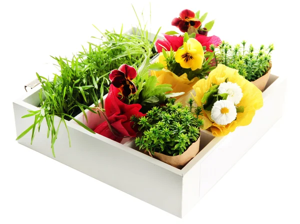 Beautiful spring flowers and grass in wooden crate isolated on white — Stock Photo, Image