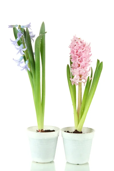 Beautiful hyacinths, isolated on white — Stock Photo, Image