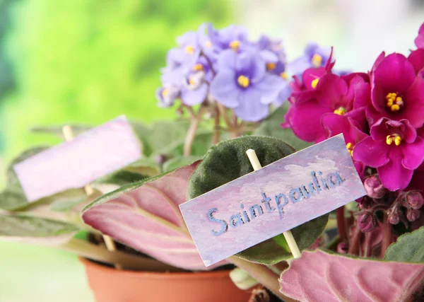 Saintpaulias brilhantes em fundo natural — Fotografia de Stock