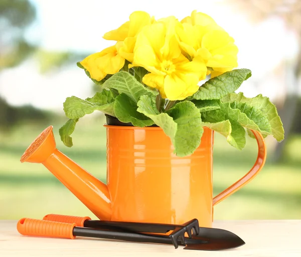 Beautiful yellow primula in watering can on wooden table on green background — Stock Photo, Image