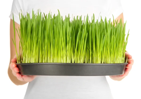 Hands holding growing grass isolated on white — Stock Photo, Image