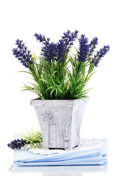 Bela lavanda em panela de madeira isolada em branco — Fotografia de Stock