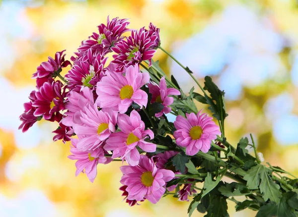 Bouquet di bellissimi crisantemi su sfondo brillante — Foto Stock