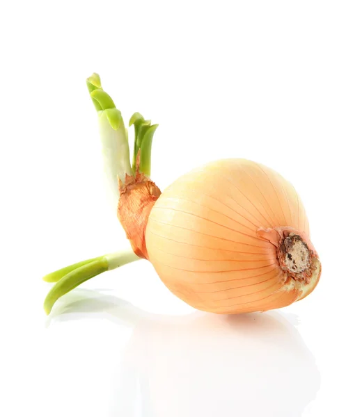 Sprouting onions isolated on white — Stock Photo, Image