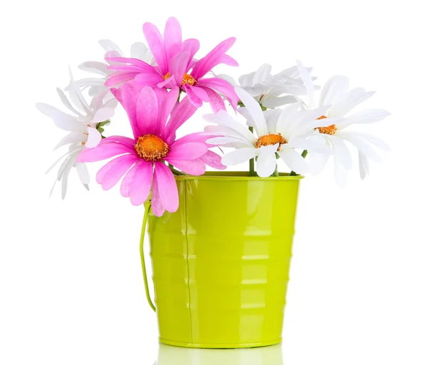 Beautiful daisies in colorful bucket isolated on white — Stock Photo, Image