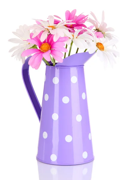 Beautiful daisies in colorful pitcher isolated on white — Stock Photo, Image