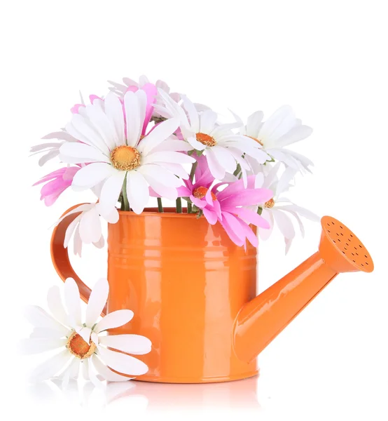 Beautiful daisies in colorful watering can isolated on white — Stock Photo, Image