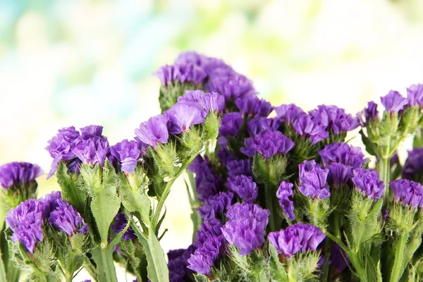 Bloemen op een achtergrond van de natuur — Stockfoto