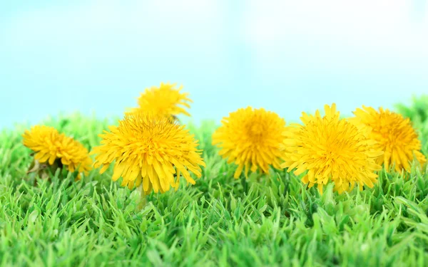 Flores de dente de leão em grama em fundo brilhante — Fotografia de Stock