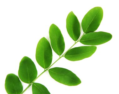 yeşil yapraklar beyaz üzerinde izole