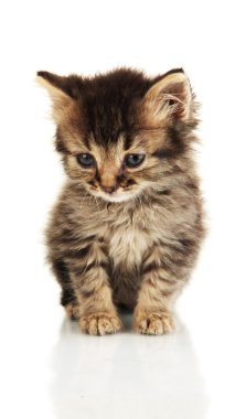 küçük kedi üzerinde beyaz izole