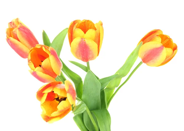 Beautiful orange tulips isolated on white — Stock Photo, Image