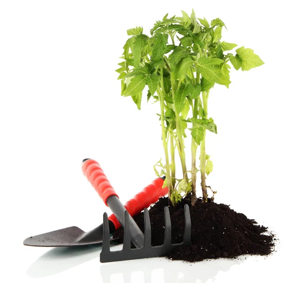 Planta joven en tierra aislada sobre blanco — Foto de Stock