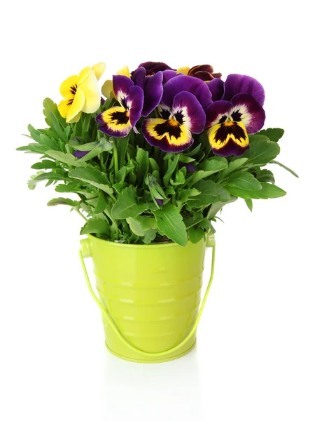 Beautiful pansies flowers isolated on a white — Stock Photo, Image