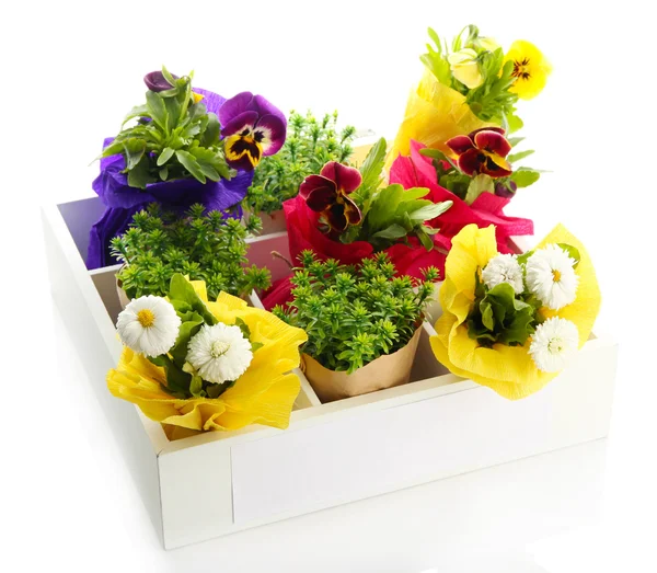 Belles fleurs printanières et de l'herbe dans une caisse en bois isolé sur blanc — Photo