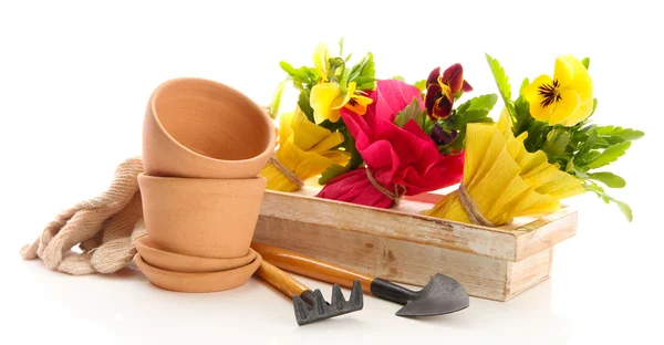 Hermosas flores de primavera en caja de madera y herramientas de jardinería aisladas en blanco —  Fotos de Stock