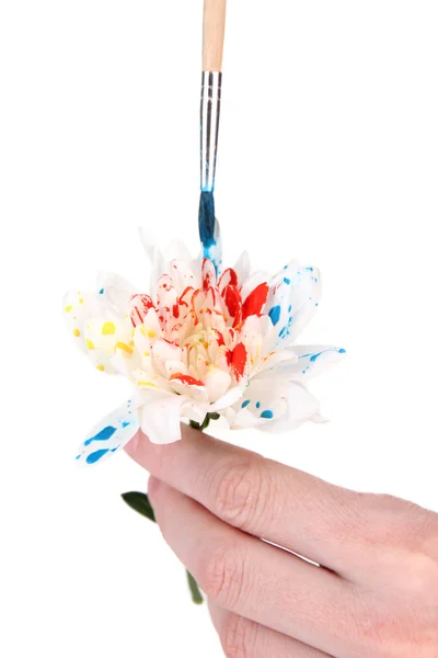 Mains féminines tenant fleur blanche et peindre avec des couleurs, isolé sur blanc — Photo
