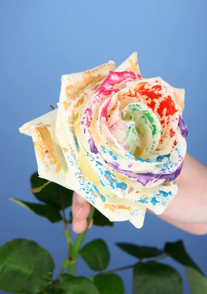 Weiße Blume gefärbt verschiedene Farben, auf blauem Hintergrund — Stockfoto