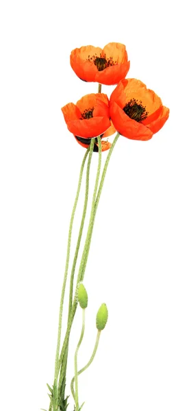 Poppy flowers isolated on white — Stock Photo, Image