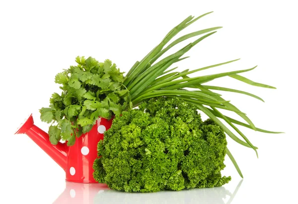 Useful herbs in red watering can isolated on white — Stock Photo, Image