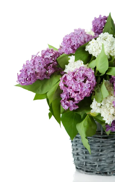 Beautiful lilac flowers in wicker vase, isolated on white — Stock Photo, Image