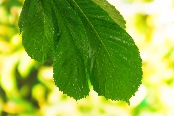 Folha verde sobre fundo brilhante — Fotografia de Stock