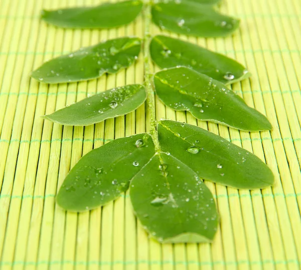Πράσινα φύλλα σε ματ φόντο μπαμπού — Φωτογραφία Αρχείου