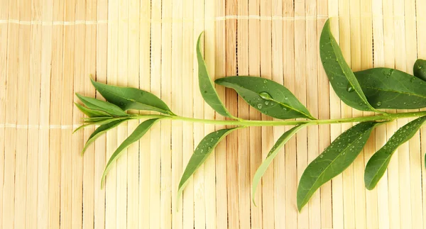 Foglie verdi su sfondo tappetino di bambù — Foto Stock